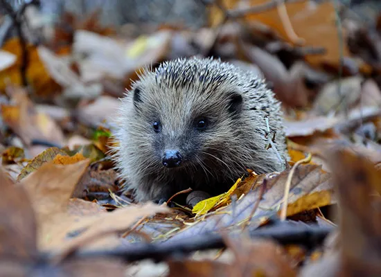 Tierfreundlicher Garten trotz Mähroboter | So schützen Sie Igel, Biene und Co.